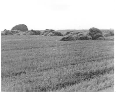 A Rich Harvest of Flax