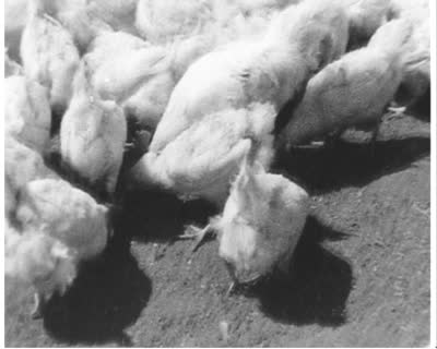 Achievements of a Poultry Farm