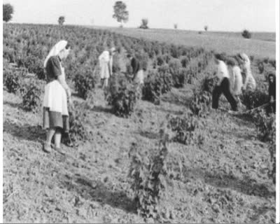 Growing Grapes on Transcarpathian Slopes