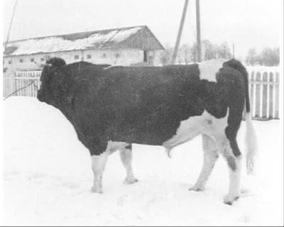 Black Spotted Champions at a Dairy Farm