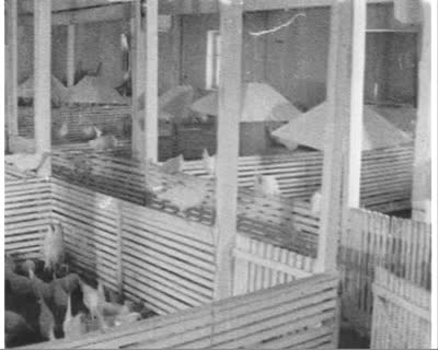 Substantial Gains: Poultry Farm
