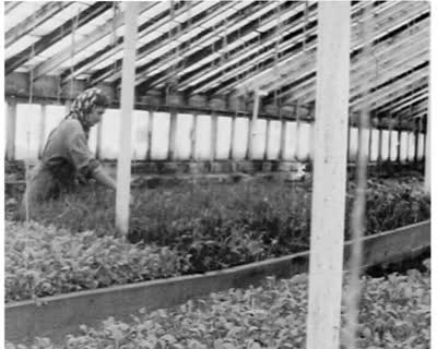 Growing Under Glass: Greenhouses