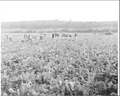 Harvesting Beets