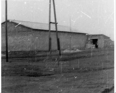 Cattle Feeding at a Kolkhoz