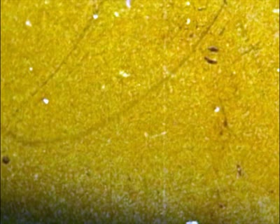 День міста Львова.Тисячоліття хрещення Русі.