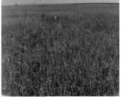 Harvest Time in Radekhiv Raion (a TV raid)