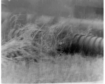 Mowing Rapeseed