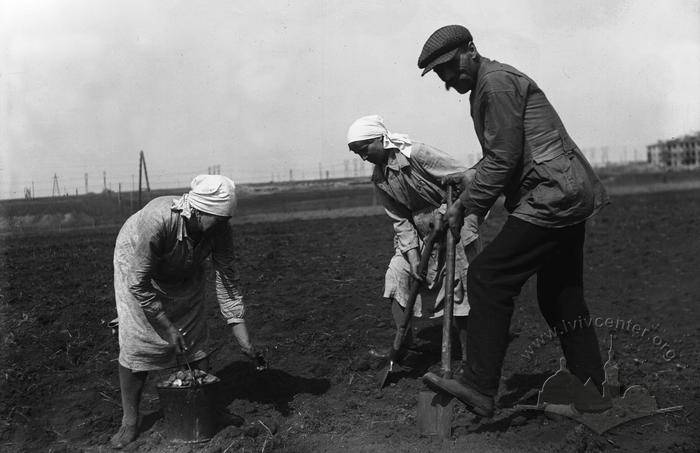 Workers planting potatoes 2