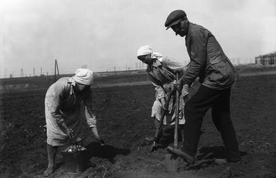 Workers planting potatoes