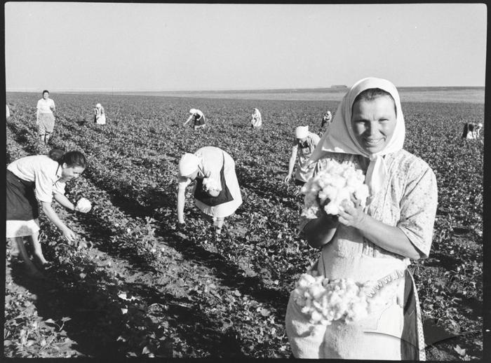 Збирання бавовни. Будьонівський район. 2