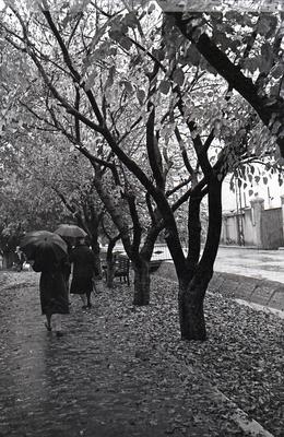 Fall 1960.