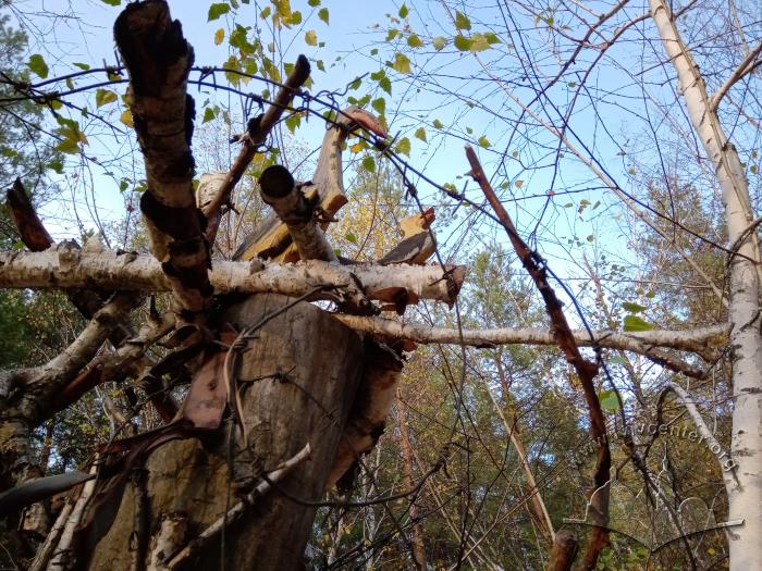 «Гніздо» у парковій зоні у Сіверськодонецьку 2
