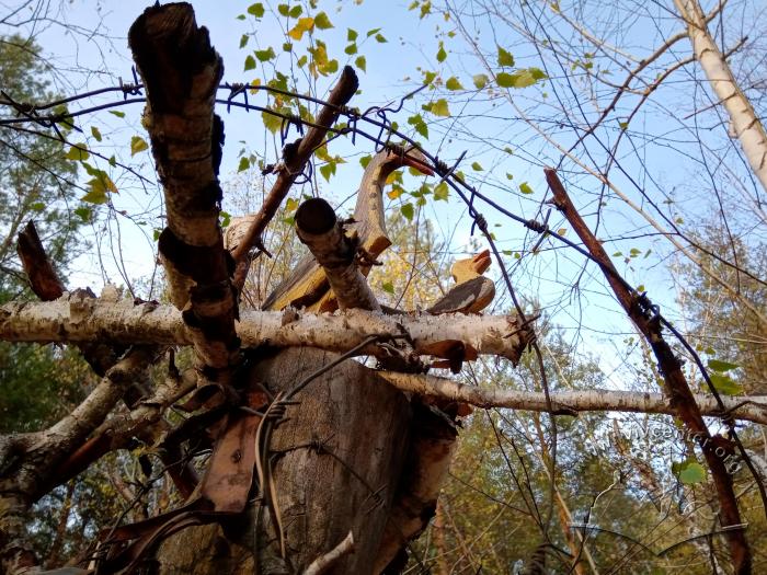 «Гніздо» у парковій зоні у Сіверськодонецьку 2