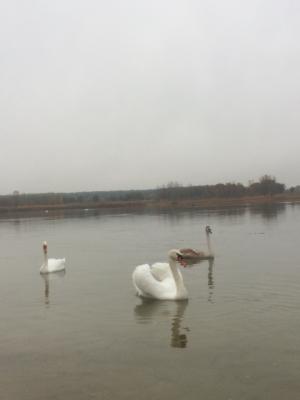 Озеро Чисте