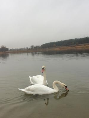 Озеро Чисте