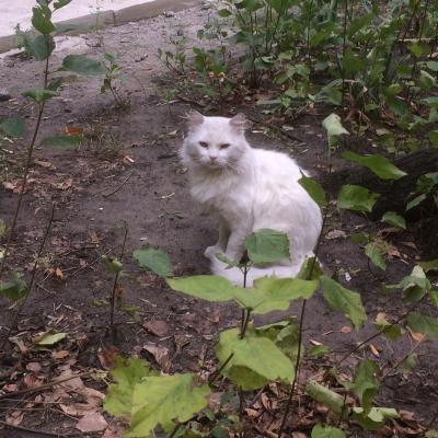 Котик