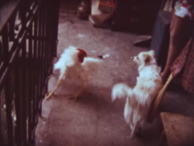 The Rooster. New Year's Eve 1974